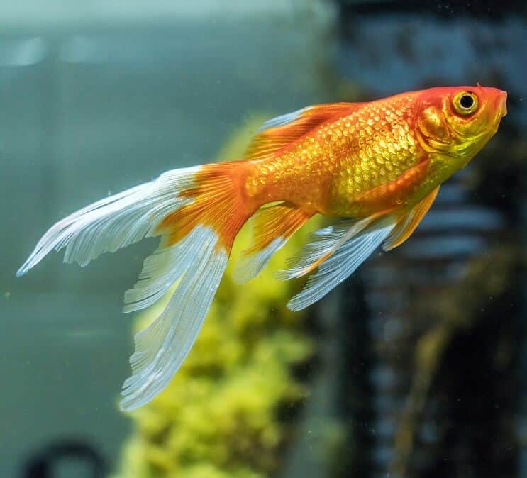 Komet gullfisk