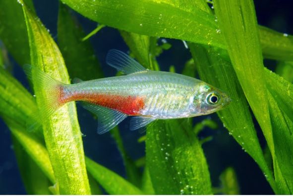blodfin tetra