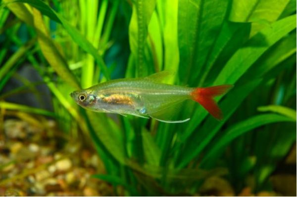 blodfin tetra