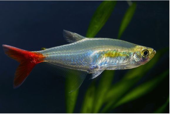 blodfin tetra