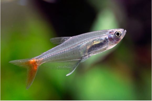 blodfin tetra