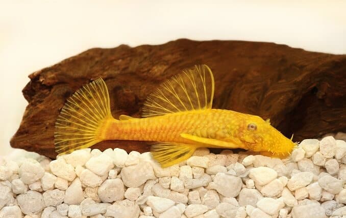 Golden Ancistrus pleco steinbit Bristle-nese akvariefisk