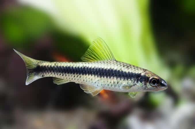Crossocheilus siamensis Sae alger eater fish, ferskvannstanklandskap, nærbilde, selektiv fokus