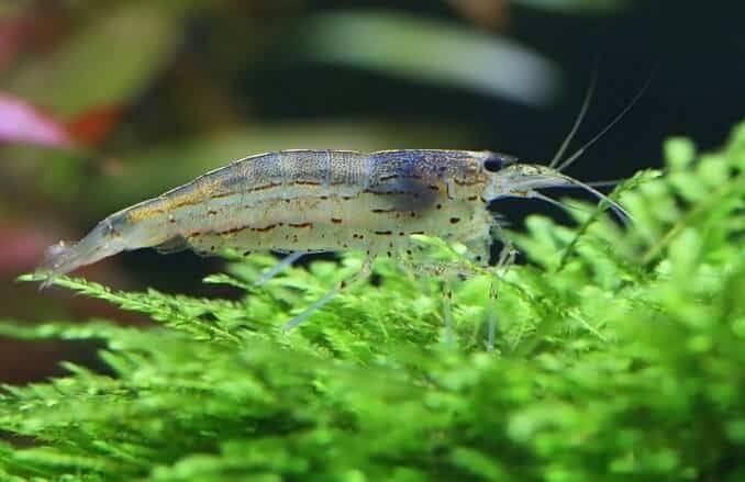 Amano reker