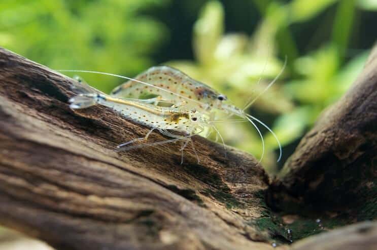 Amano reker