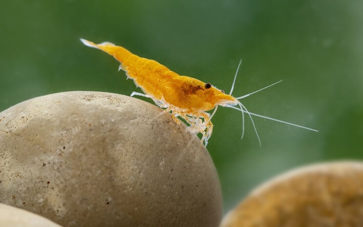 Neocaridina reker