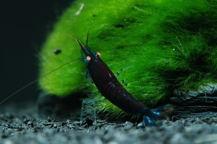 Blue Tiger reker