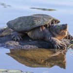 Snapping Turtle on Rock