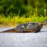 Common Snapping Turtle