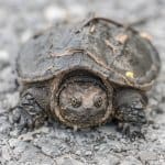 En baby snapper skilpadde