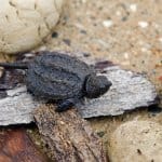 Baby Snapping Turtle