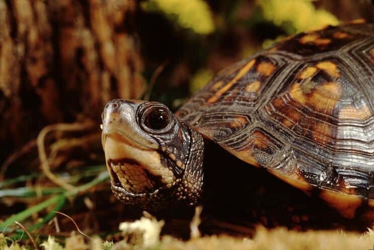 Eastern Box Turtle Complete Care Guide: Diet, Habitat And More…