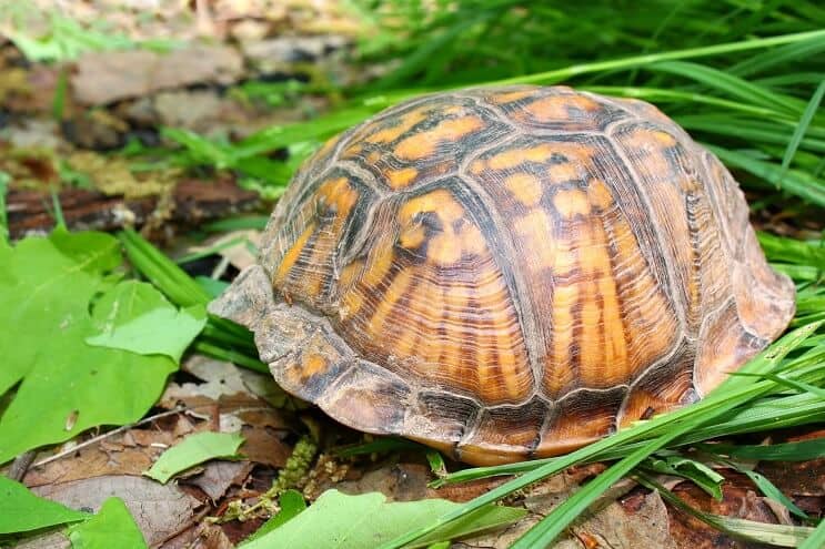 Skjuler Eastern Box Turtle