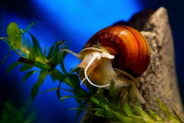 Snegl