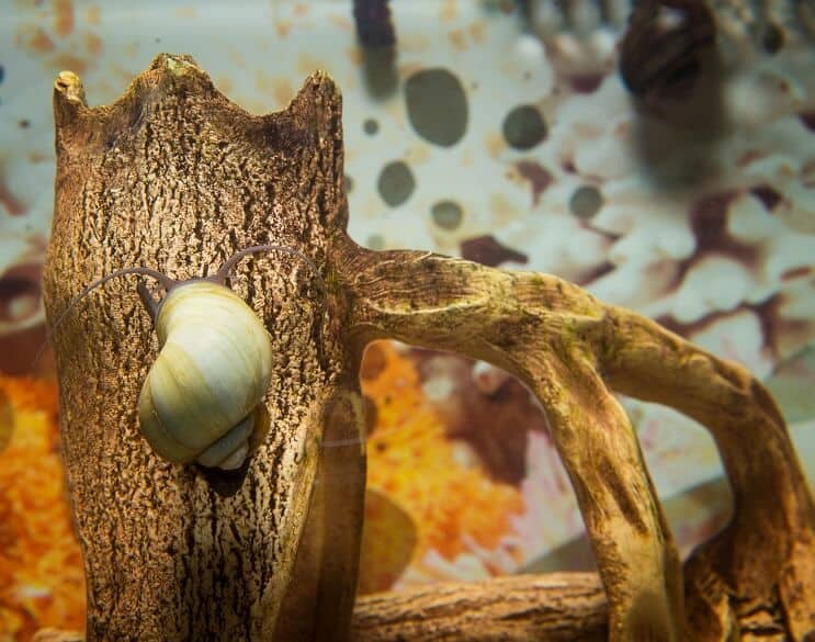 Mystery Snail Oversikt