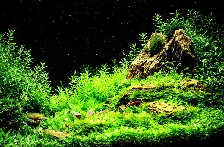 Godt plantet Mystery Snail Tank