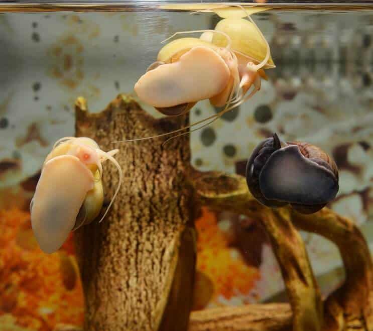 Mystery Snail 2
