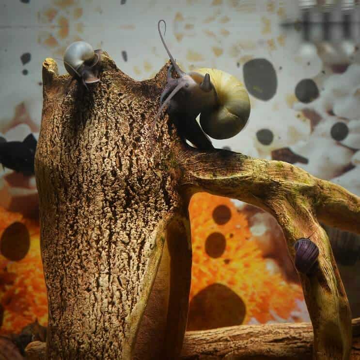 Breeding Mystery Snails