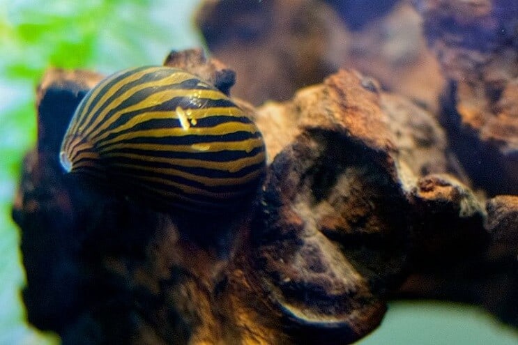 Zebra Nerite