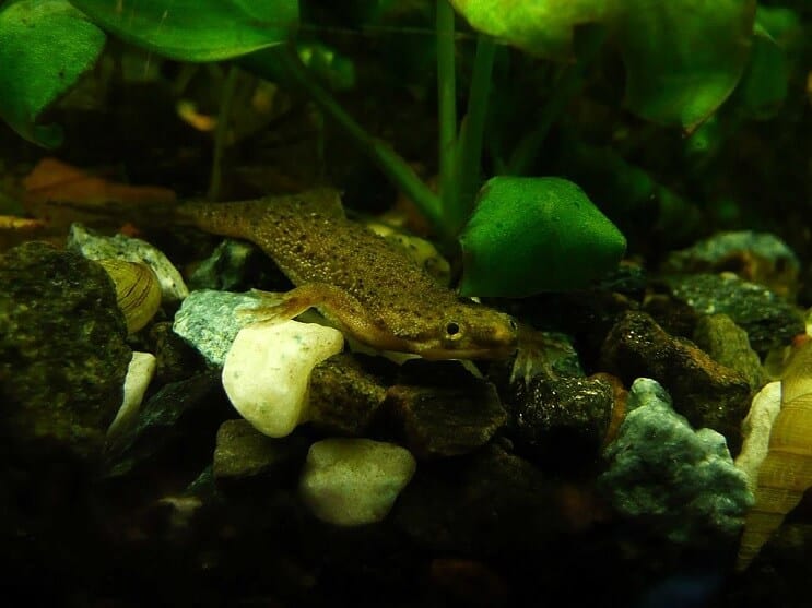 African Dwarf Frog in Tank