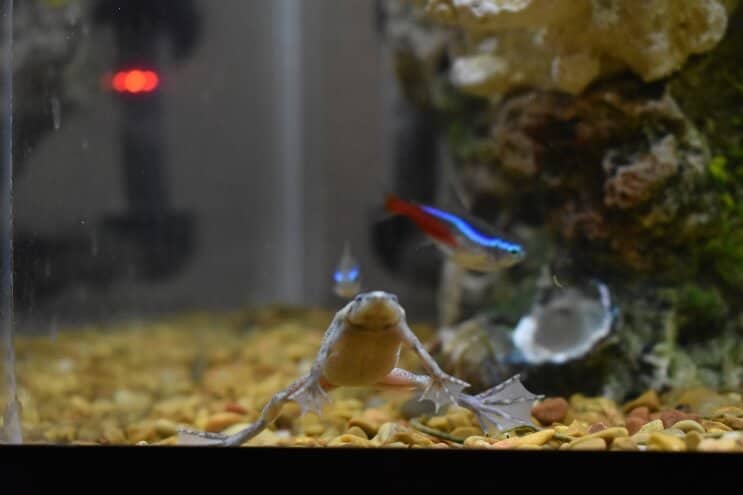 African Dwarf Frog and Neon Tetra