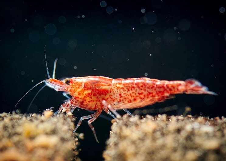 Cherry Shrimp Close Up