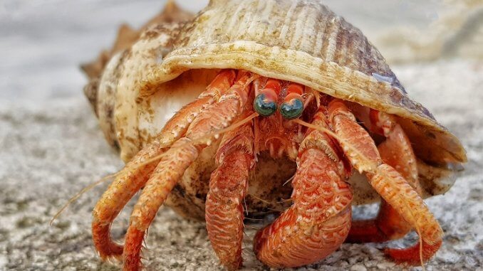Hermit Crab Utseende