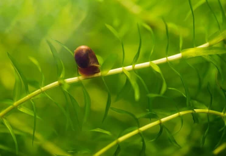 Baby snegl