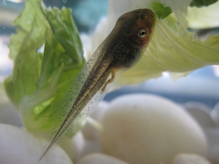 Tadpole i et akvarium