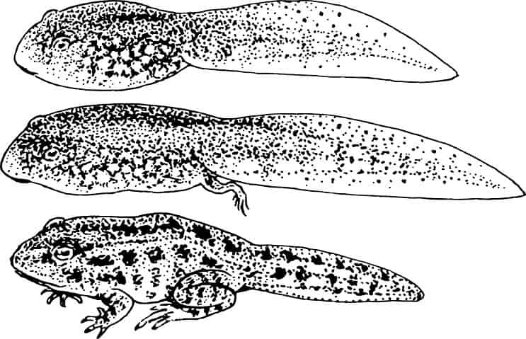 Utvikling av en tadpole