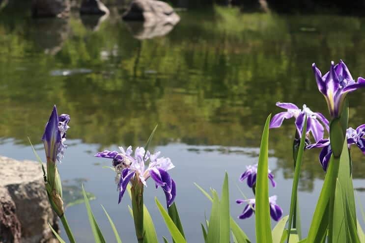 Blå iris