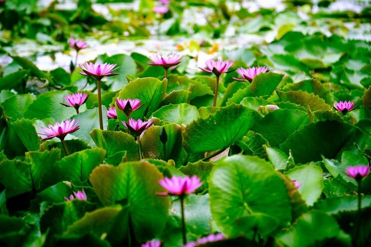 Vann Lotus