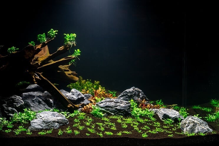 Plante akvariet