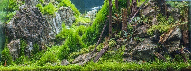Dwarf Hairgrass Tank forhold
