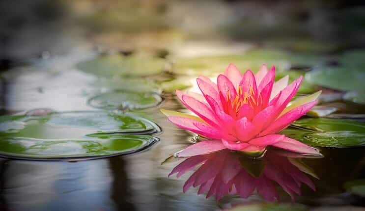 Pink Water Lily