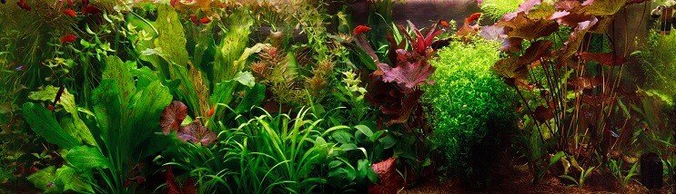 Nederlandsk Aquascape