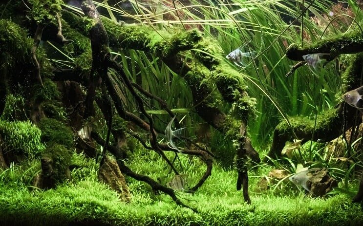 Plantetank