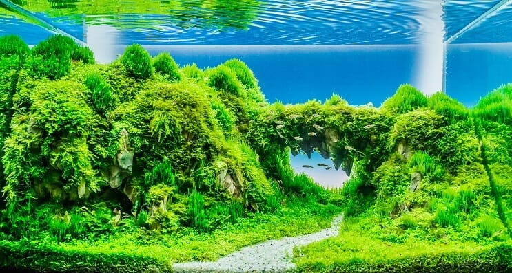 Vanlige spørsmål om Planted Tanks