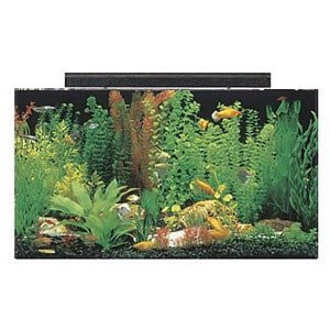 50 liter tank ideell for et stort paludarium