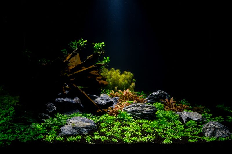 Beste planter for Betta Fish