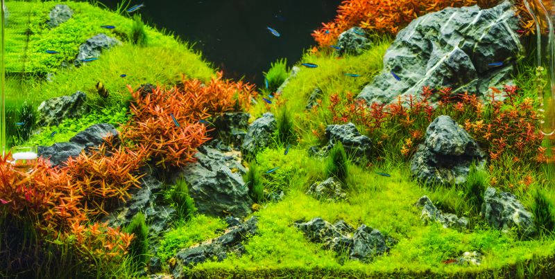 Beste planter for Betta Fish