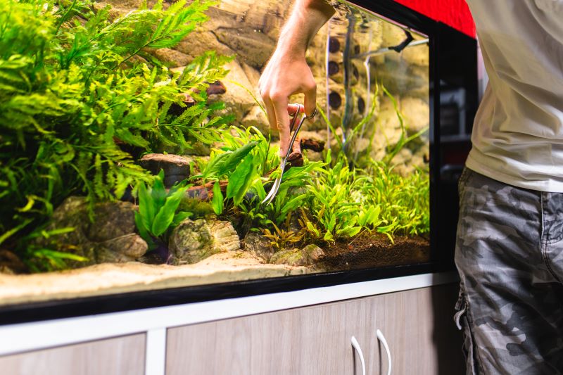 Beste planter for Betta Fish