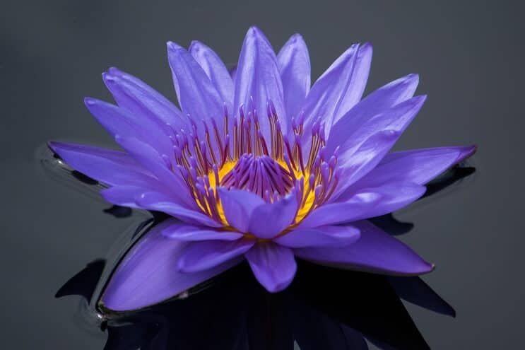 Purple Water Lily utseende