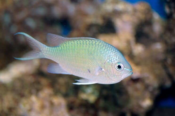 Grønne Chromis