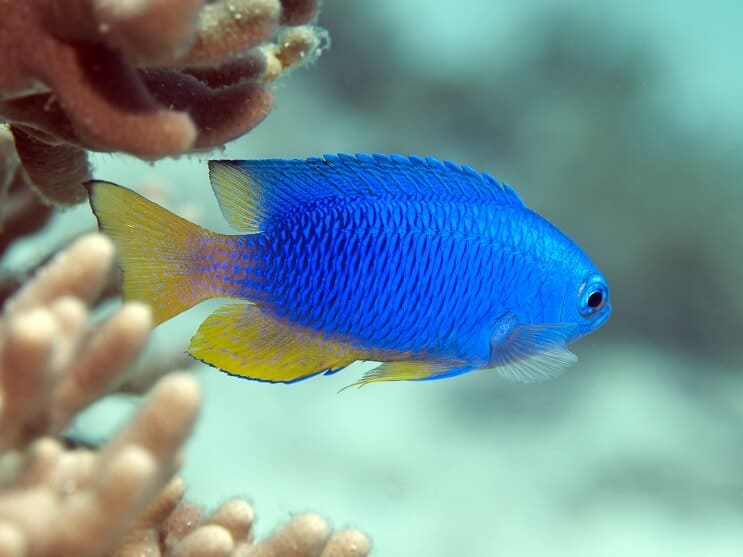 Safir damselfish