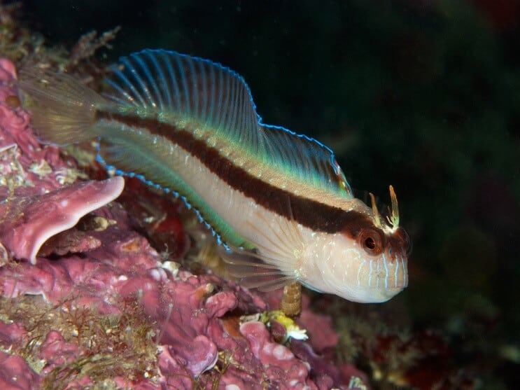 Hvite Blenny