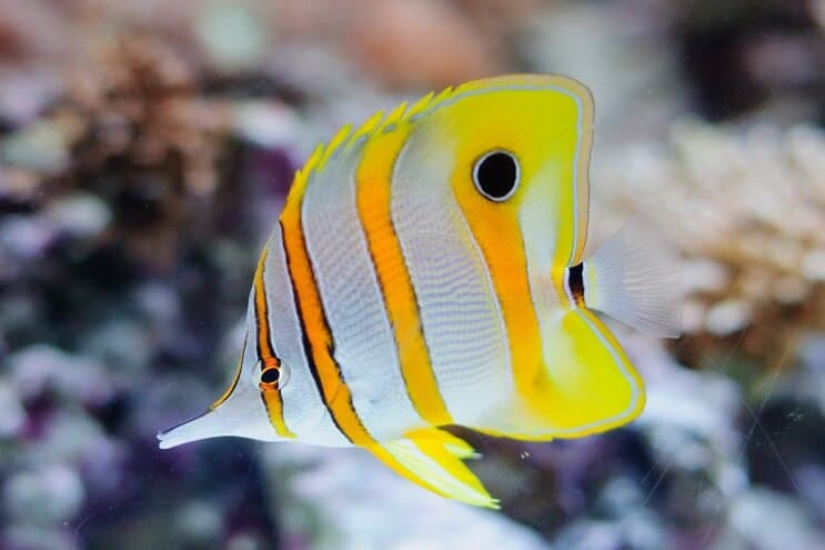 Kobberbånd Butterflyfish