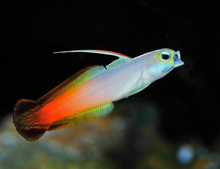 Brannfisk