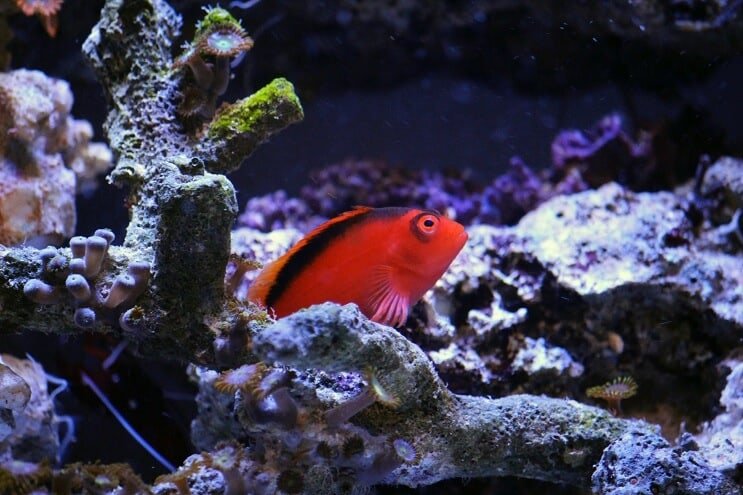 Flamme haukfisk