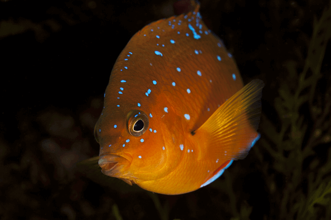 Juvenile Garibaldi